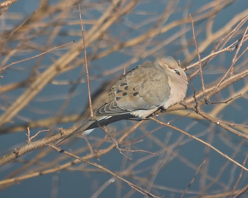 Napping Mourning Dove