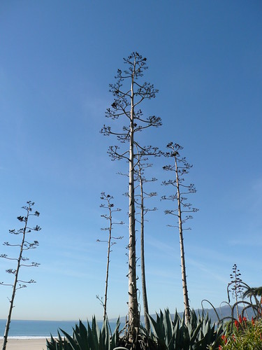 Santa Monica - agave ©  Olga