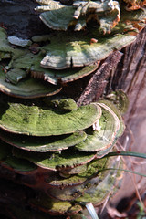 Green Shelf Fungi