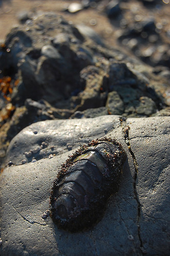 Chitons From Tidal Pool by Pigoen Point