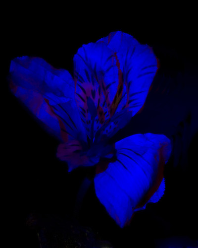 UV Flowers, Plate 2