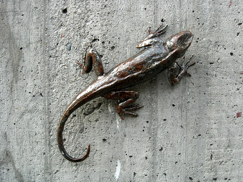 Lizard on the wall