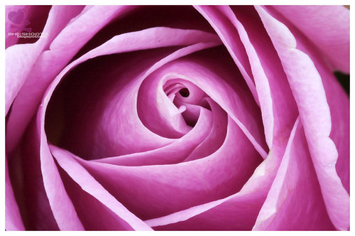 Pinker Rose