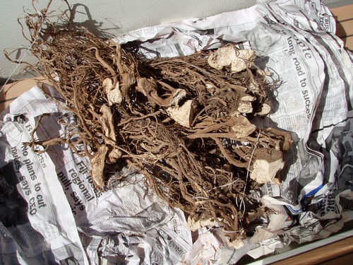Bundle of kava root to give to chief 