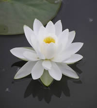 lotus-white-dc-cc-angels-lens-200