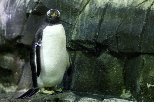 central park zoo penguins. Penguin at Central Park Zoo