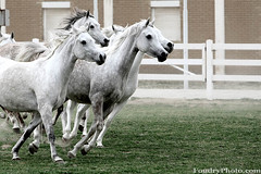 The Arabic Originality (A.alFoudry) Tags: horses horse white green beauty grass speed canon eos is moving movement run arabic full arab freeze frame 5d kuwait usm fullframe  ef kuwaiti q8 70200mm abdullah  canoneos5d f28l kuw q80 canonef70200mmf28lisusm  xnuzha alfoudry kwtphoto  abdullahalfoudry foudryphotocom  kvwc kuwaitvoluntaryworkcenter kwtphotocom