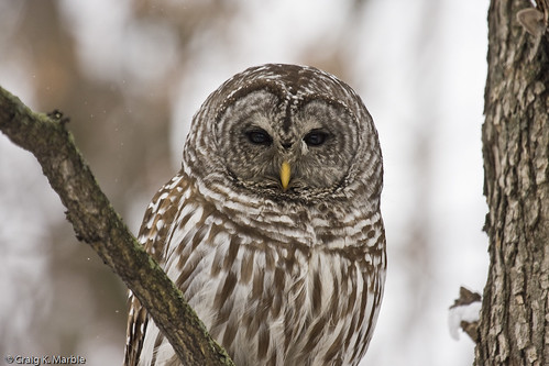 Barred Owl (2 of 3)