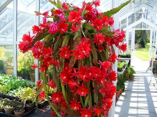 red flowering cactus 2
