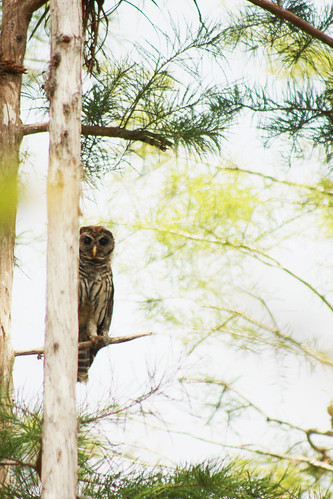 Barred Owl: Peekaboo