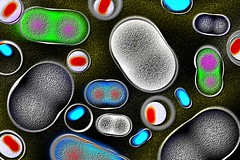 bacteria, dividing and encapsulated