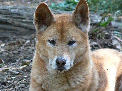 Dingo dogs 2