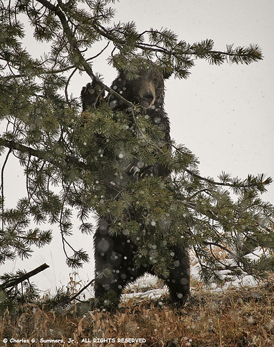 grizzly bear standing. Grizzly Bear standing in