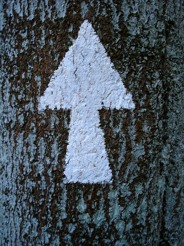Arrow up the tree