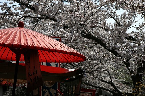 番傘と桜