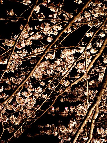 Night view of cherry blossoms