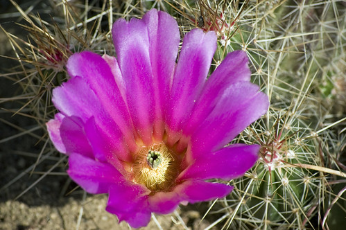 Cactus blossom opening to the new day sun