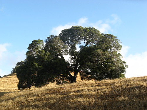 pretty oak tree