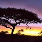 Amanecer en Serengeti - Tanzania