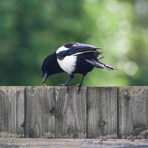 Magpie, eating a spider