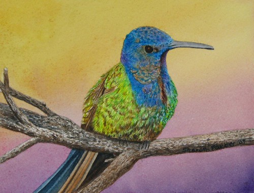 farberswallow-tailed hummingbirdsmaller