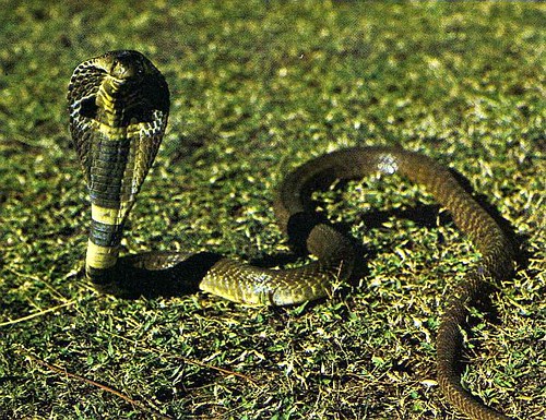Cobra cracheur
