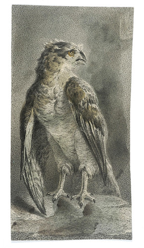 014- Aguila-Cyprian Kamil Norwid- 1821-1883