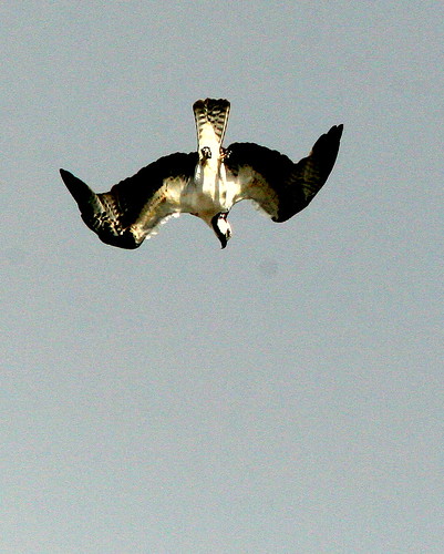 Osprey Diving 20091028