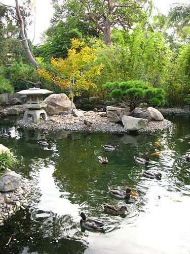 Japanese garden with a pond