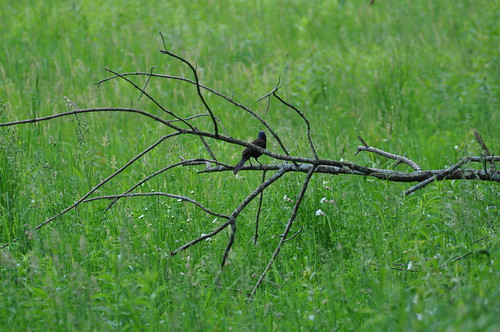 A lone grackle takes a rest from it's dance