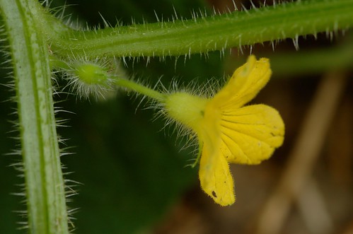 Kiwano | mannelijke bloem - male flower