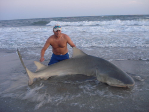 Quite a few big sharksbut the guy in this pic has a moose of a shark on NC 