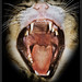 Cat big yawn by Jorge Planas