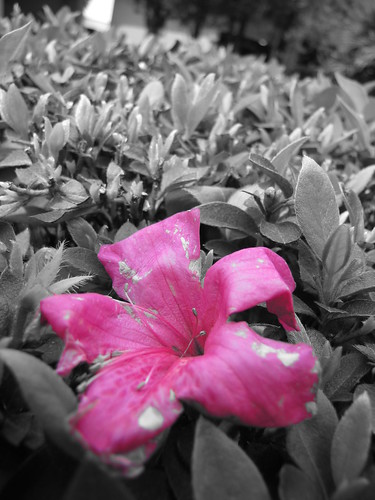 black and white photos with color accents. Color accent of a dying flower
