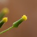 Senecio sylvaticus | Boskruiskruid - Woodland groundsel
