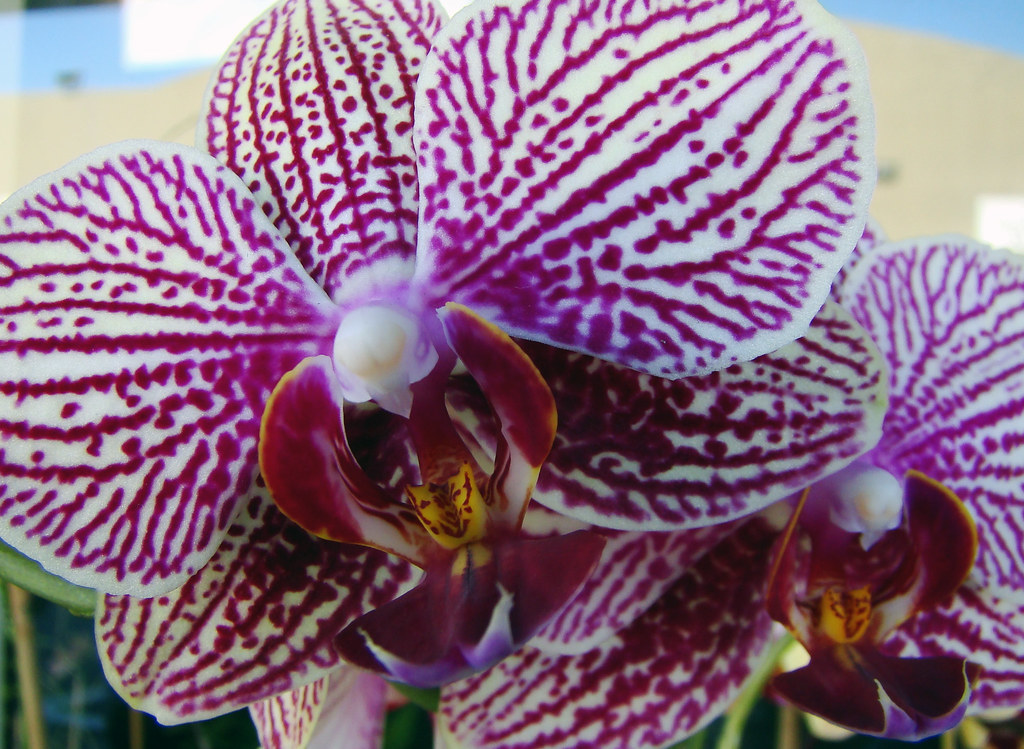 DSC02900 Orchid Macro