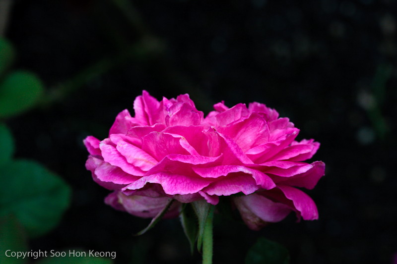 Pink @ Secret Garden, 1U, KL, Malaysia