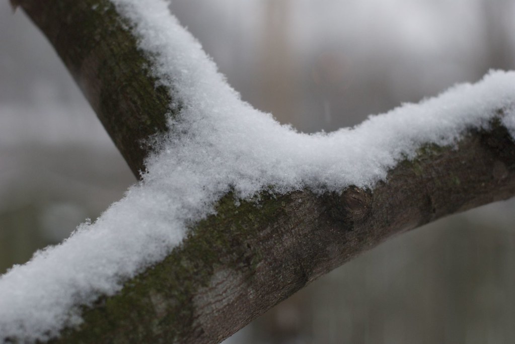Snowy tree limb 