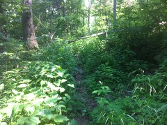  Chamberlain Trail Overgrowth 