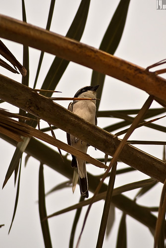 Bird on date palm 02