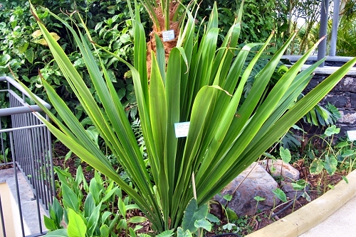 Doryanthes palmeri (rq) - 01