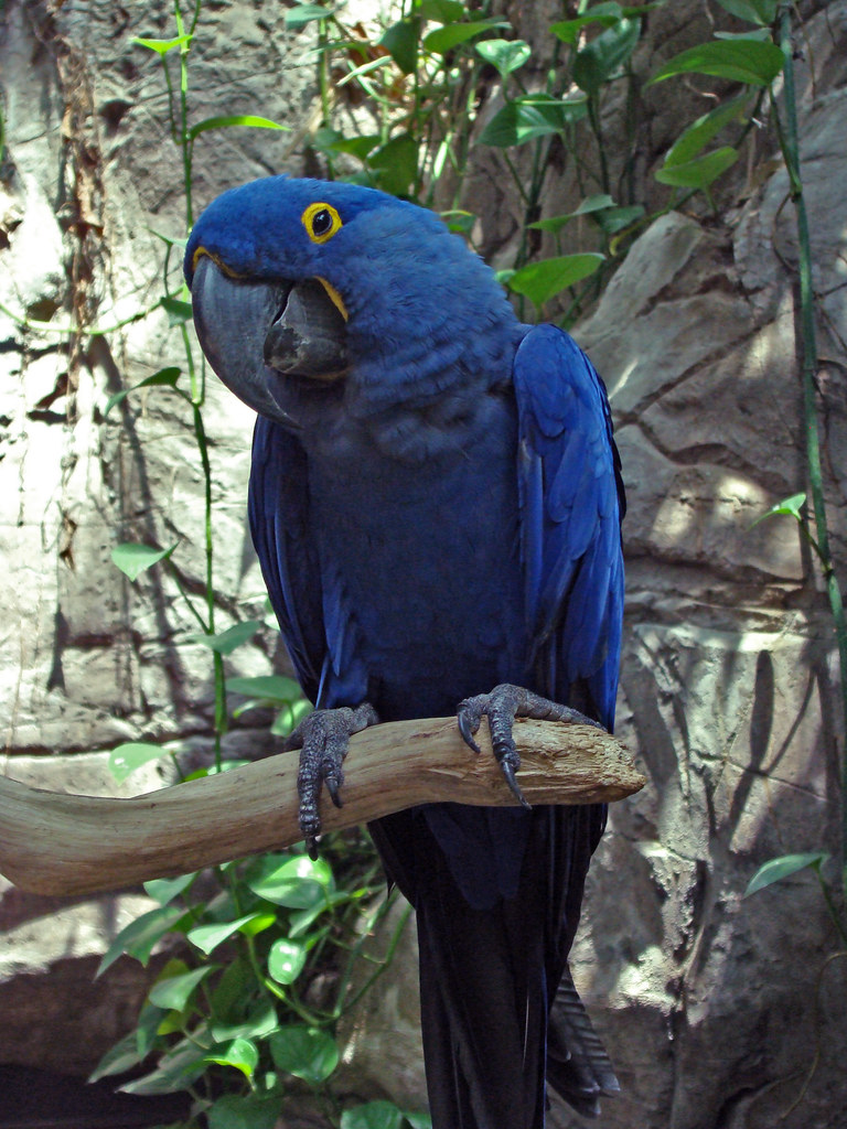 DSC06306 blue parrot