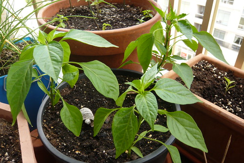 Thai Chili Pepper Plant