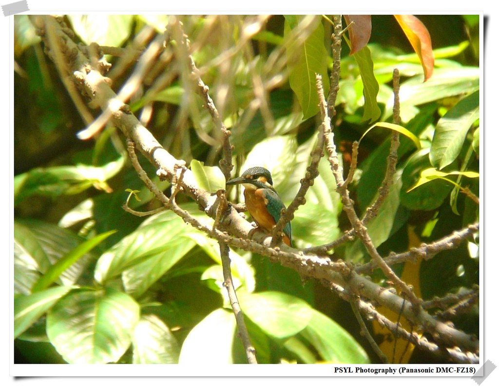 Common Kingfisher (Alcedo atthis) - 翠鳥