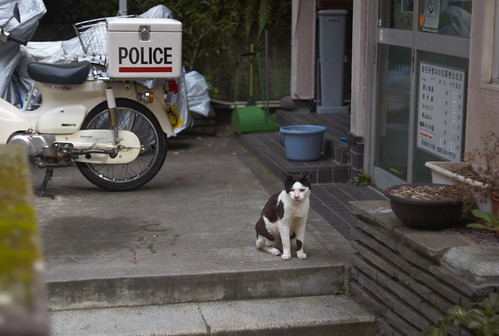 警察猫