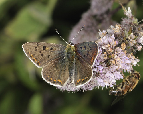 sooty copper