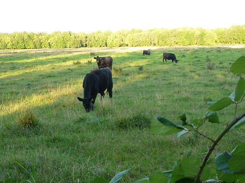 blackberry cows