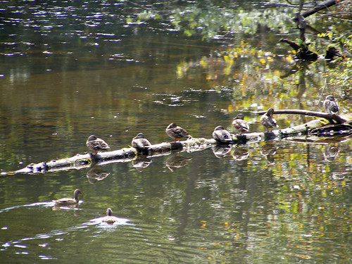 We've Got Our Ducks All In A Row