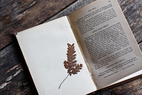 a fern book