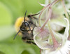 Bumble Bee head-on